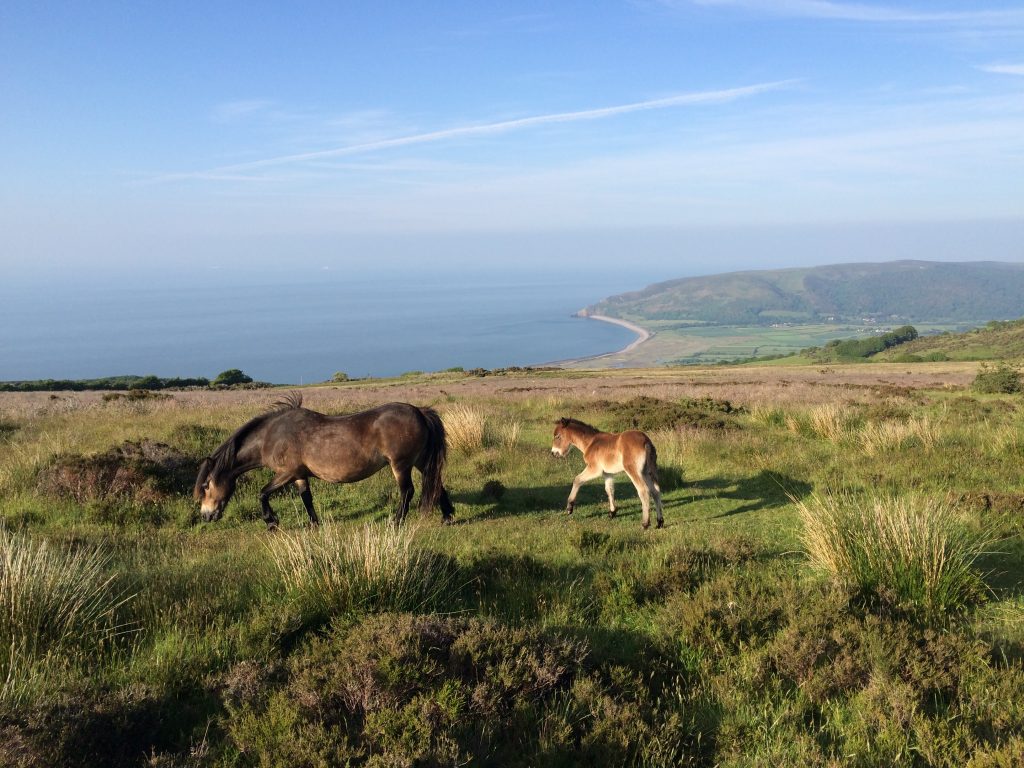 Our Top 10 Things To Do on Exmoor | The Best of Exmoor Blog