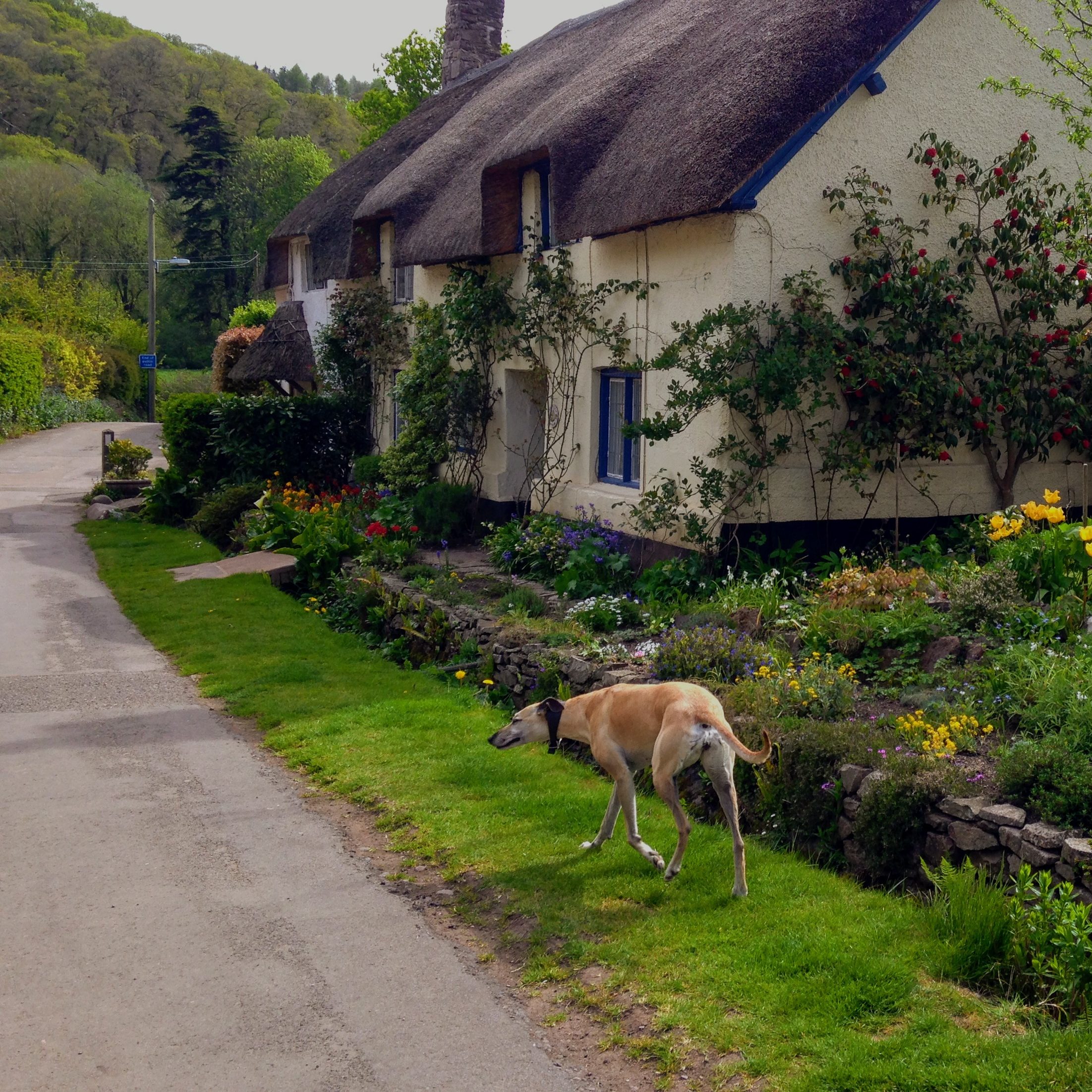 dog friendly cottages