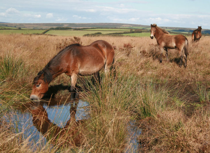 Exmoor Ponies In Exmoor National Park The Best Of Exmoor Blog