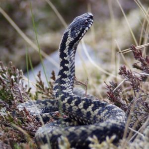 Fauna on the Moor: A Guide to Exmoor's Animals | The Best of Exmoor Blog