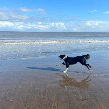 Collie Running on Minehead Beach