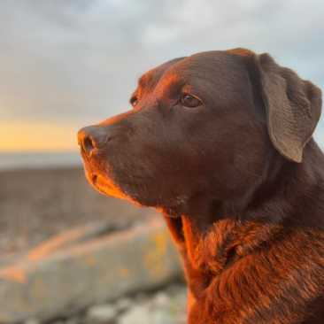 Blue Anchor Dog at Golden Hour