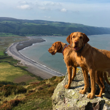 Explore Exmoor’s Top Dog-Friendly Beaches: A Complete Guide for Pet Owners