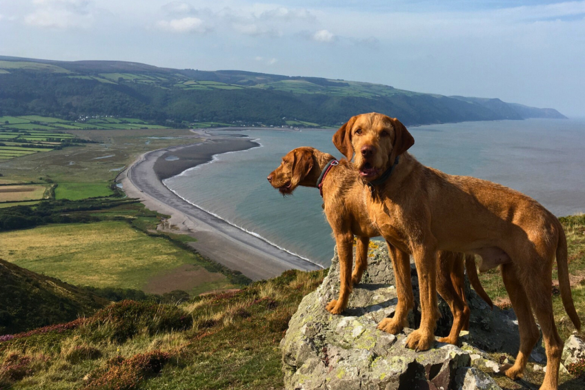 Explore Exmoor’s Top Dog-Friendly Beaches: A Complete Guide for Pet Owners