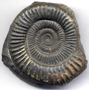 ammonite fossil