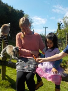 Feeding ring tailed lemurs