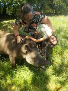 funny Tapir selfie