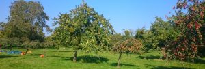 cider apple trees, food and drink