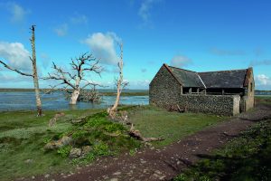 The remains of the old decoy man's house by Paul Feeney