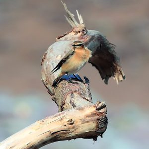 Male wheatear bird