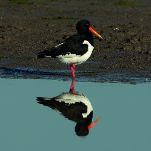 Oystercatcher bird wading