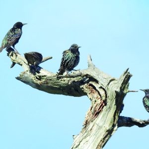 Starlings bird