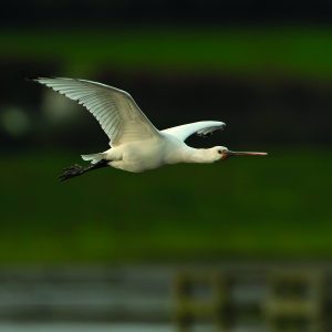 Spoonbill Bird Flying