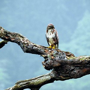 Buzzard bird of prey