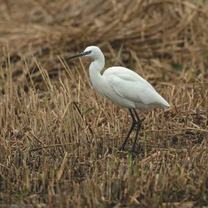 Little egret bird