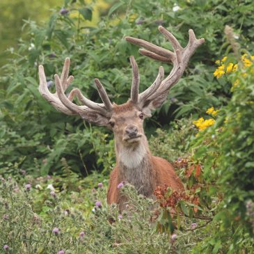 Exmoor’s Majestic Deer: A Guide to Antler Growth and Wildlife Conservation