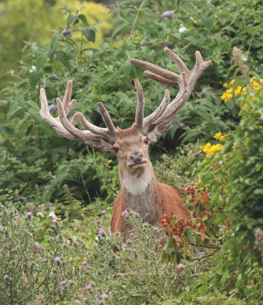 Exmoor’s Majestic Deer: A Guide to Antler Growth and Wildlife Conservation