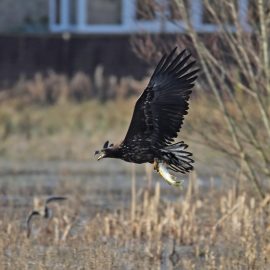 White-Tailed Sea Eagles on Exmoor