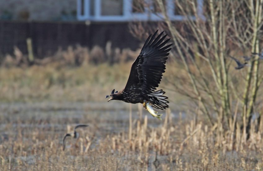 White-Tailed Sea Eagles on Exmoor