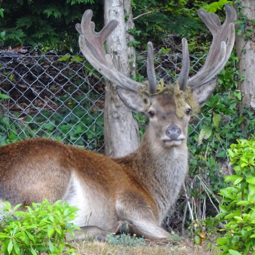 George’s Story – Exmoor’s Red Deer